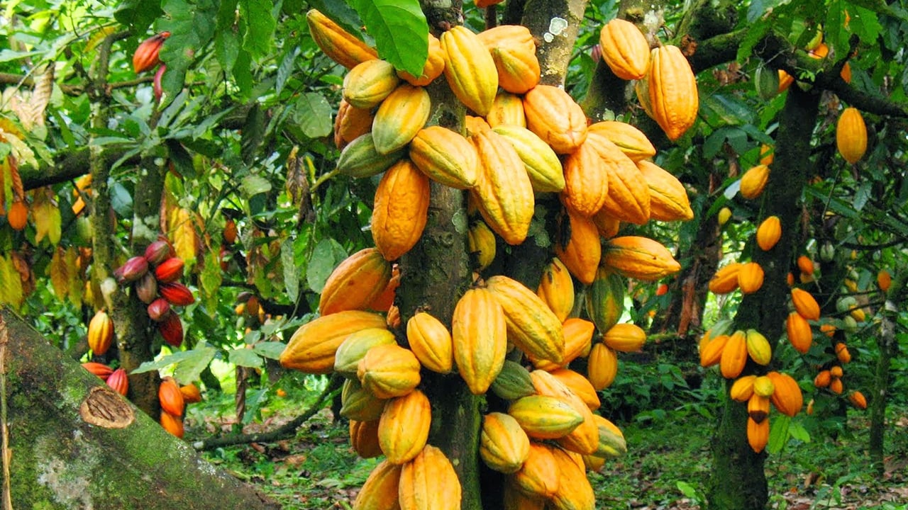 Ivoorkust boekt aanvoerrecord, Ghana belooft hogere prijzen voor cacaoboeren