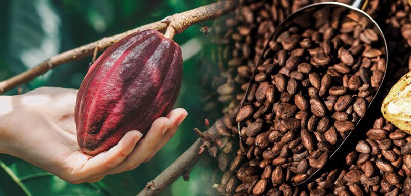Chocolademerken zoeken hun weg in cacaomarkt