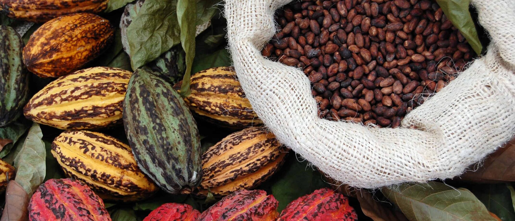 Meer cacao in de 'voorverkoop'