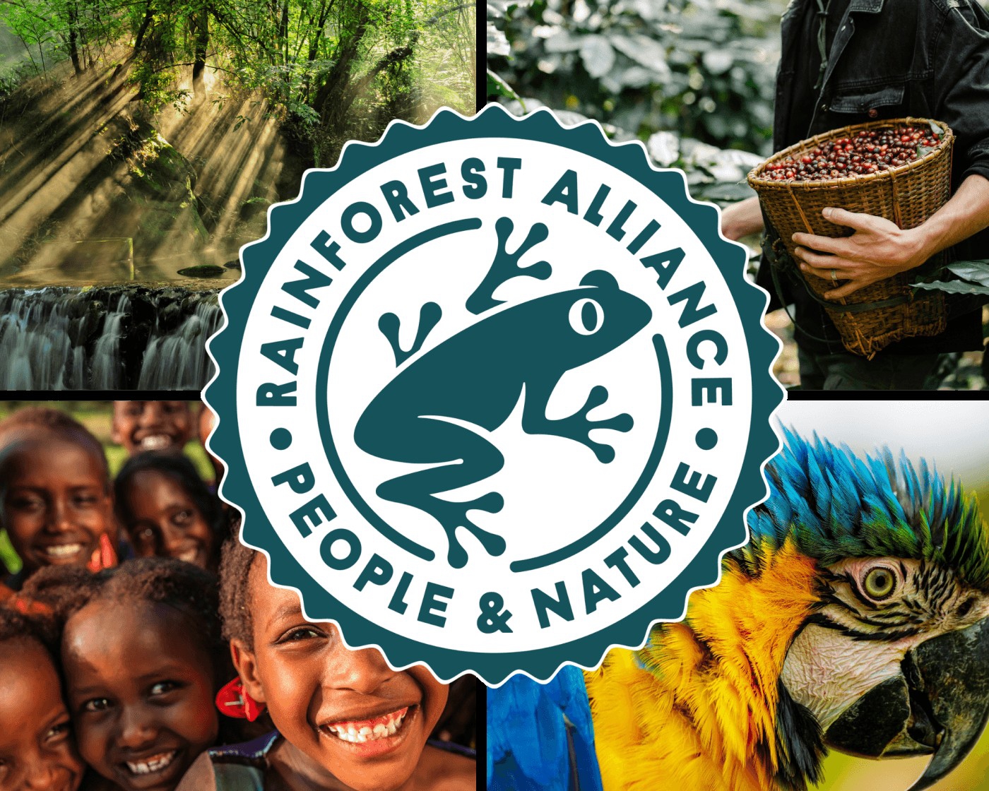 Rainforest Alliance pleit voor koerswijziging in cacaoaanpak