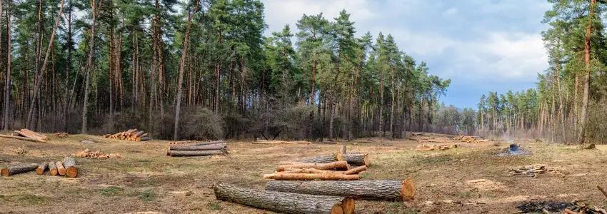  EUDR-richtlijnen geven duidelijkheid over ‘negligible risk’