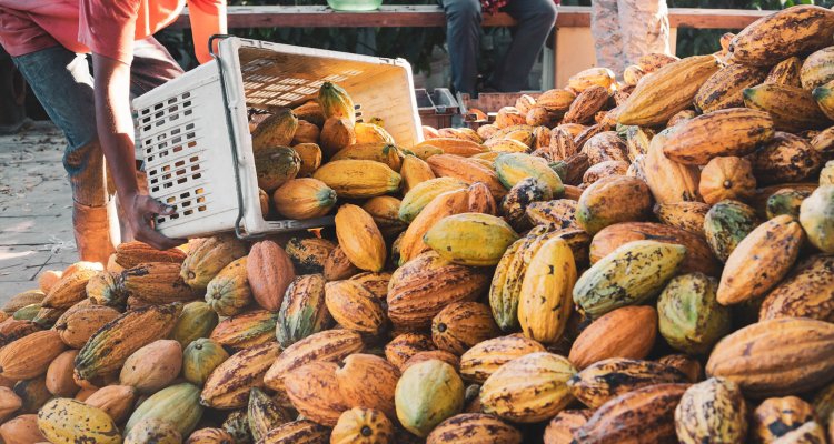 Cacao-oogst 2025/26: hoge prijzen blijven drukken op de markt