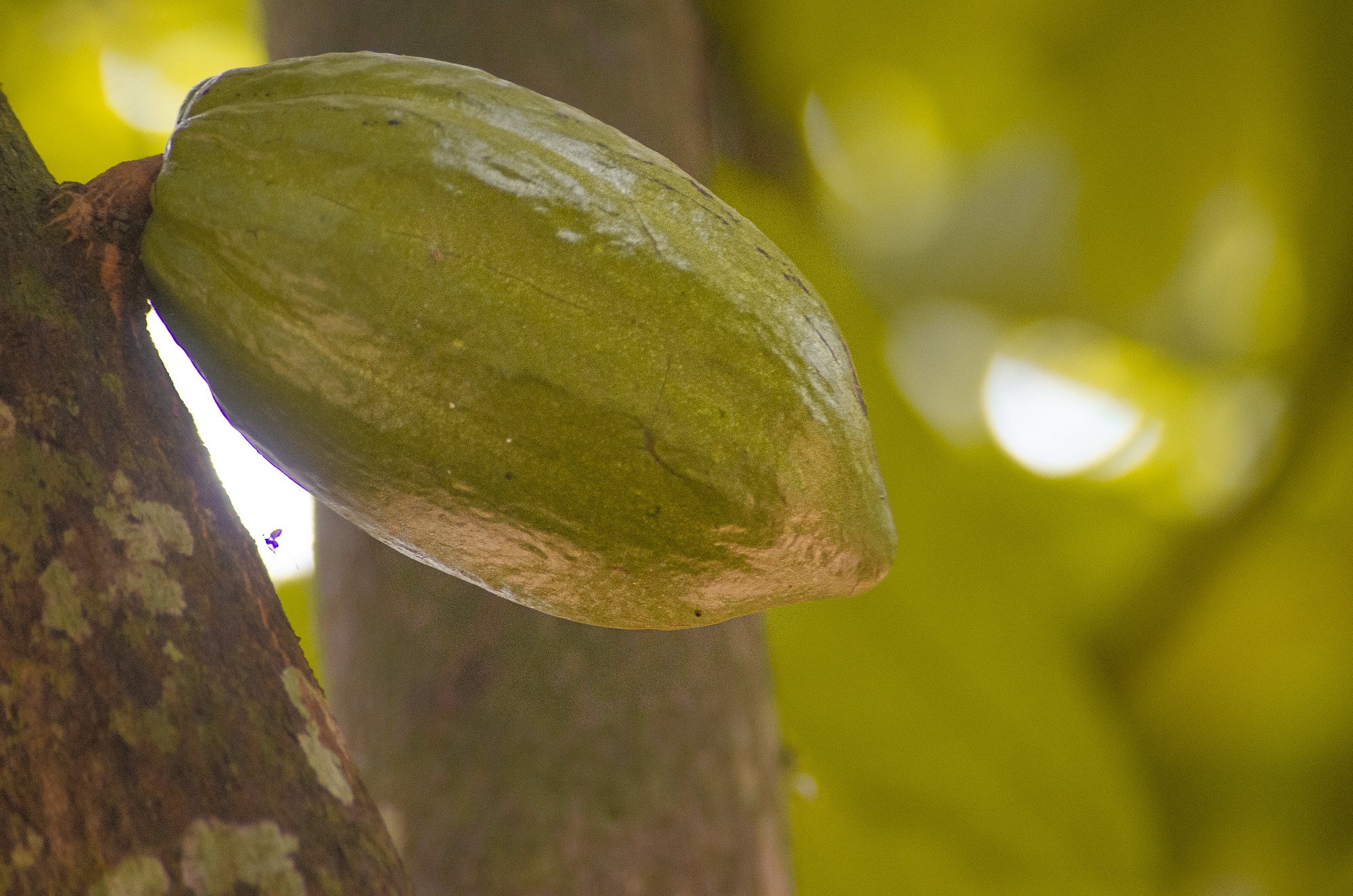 Ivoorkust verhoogt farmgateprijs voor cacao fors
