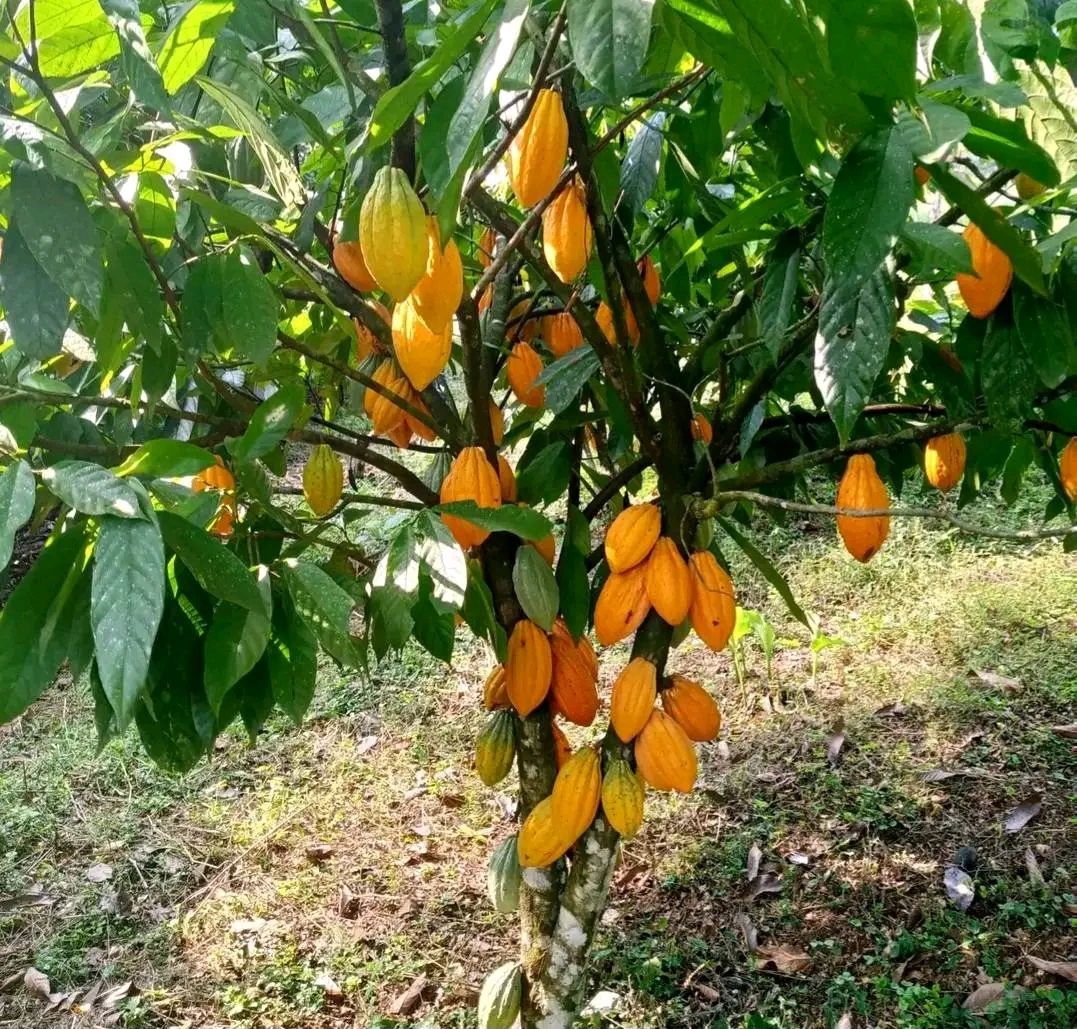 Ethiopië ontdekt cacao: Tepi-regio zet eerste stappen richting export