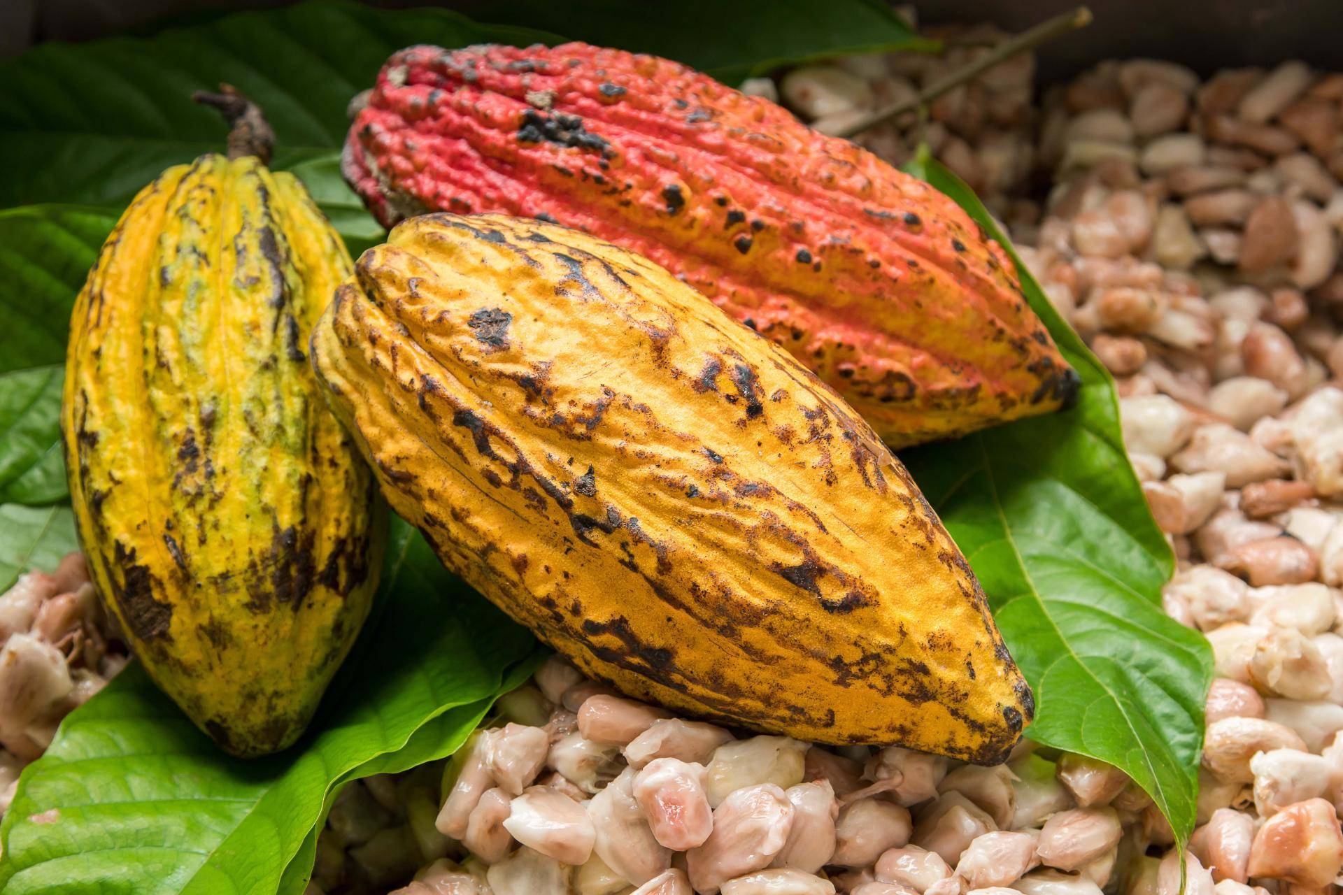 Indexfondsen zetten cacaomarkt op scherp: krijgt cacao in januari een prijsstoot?