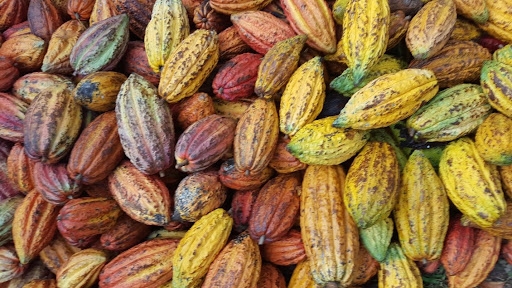 ICCO verhoogt verwachting cacao overschot 
