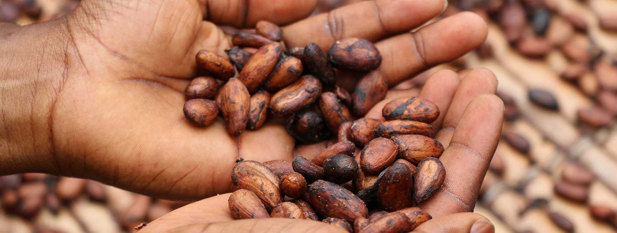 Droogte zet druk op Ivoriaanse cacaomidoogst, aanvoer licht hoger