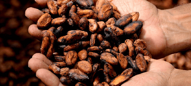 Goedkopere cacao zet echte chocolade weer op de kaart