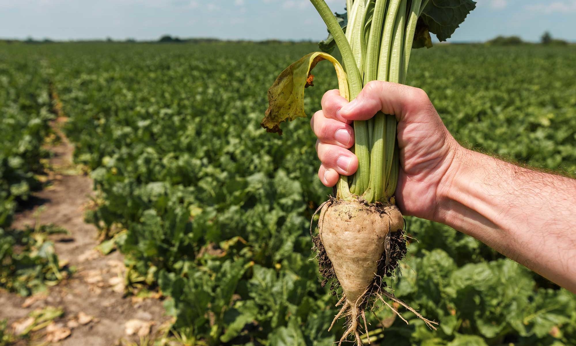 Europese suikermarkt in impasse: goede oogst botst met zwakke markt