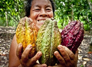 Vier nieuwe cacaolijnen ontdekt in Peru