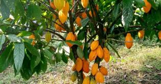 Ethiopië ontdekt cacao: Tepi-regio zet eerste stappen richting export