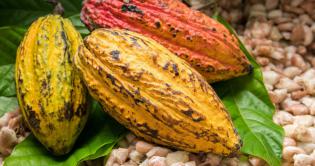 Indexfondsen zetten cacaomarkt op scherp: krijgt cacao in januari een prijsstoot?